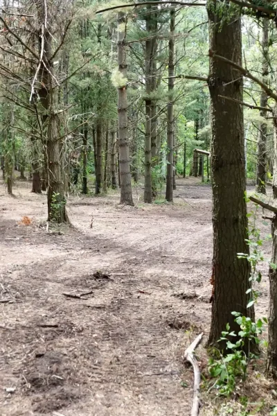 indian lore land clearing and mulching 19